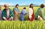 Lời Chúa Ngày 18/07/2025: Thứ Sáu tuần 15 Thường niên năm I - Ta muốn lòng nhân chứ đâu cần lễ tế (Mt 12,1-8)