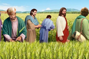 Lời Chúa Ngày 18/07/2025: Thứ Sáu tuần 15 Thường niên năm I - Ta muốn lòng nhân chứ đâu cần lễ tế (Mt 12,1-8)