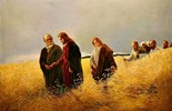 Lời Chúa Ngày 06/09/2025: Thứ Bảy tuần 22 Thường niên năm I (Lc 6,1-5)