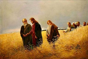 Lời Chúa Ngày 06/09/2025: Thứ Bảy tuần 22 Thường niên năm I (Lc 6,1-5)