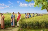 Lời Chúa Ngày 17/07/2026: Thứ Sáu tuần 15 Thường niên năm II - Ta muốn lòng nhân chứ đâu cần lễ tế (Mt 12,1-8)