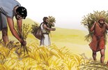 Lời Chúa Ngày 28/07/2026: Thứ Ba tuần 17 Thường niên năm II - Cơ hội và nguy cơ (Mt 13,36-43)
